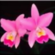 phong_lan