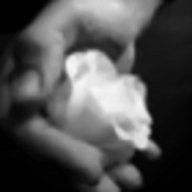 Rose White