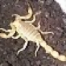 scorpion