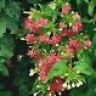 tuanh
