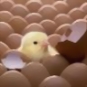 h5n1
