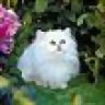 Lien bich