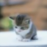 thaiha_23nov