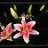lily176