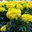 phan_anh