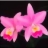 phong_lan