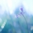 nhung_duong